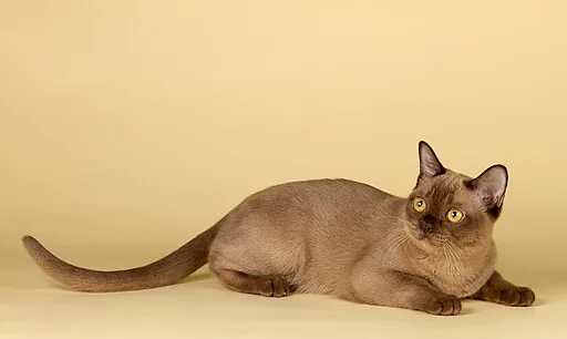 BurMau Vega Star, champagne burmese kitten