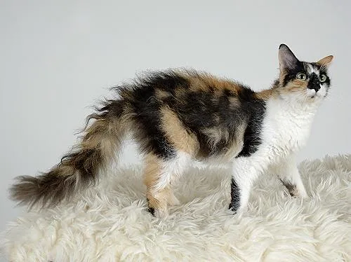 Laperm LH blacktortie white