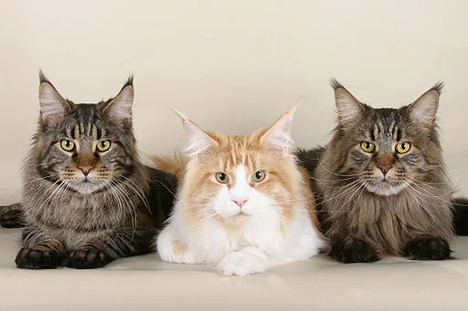 Three Maine Coon cats 