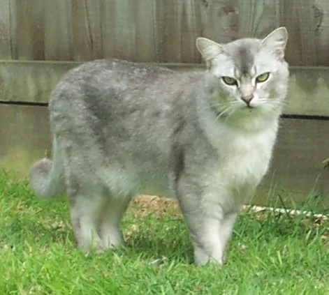 Male Burmilla cat