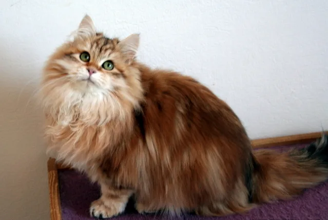 Murmur's Siberian Cat siberiano golden