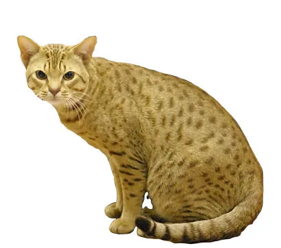 Ocicat Fond Blanc