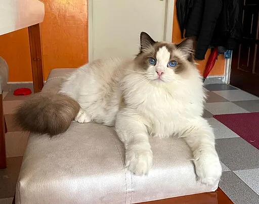 A ragdoll cat